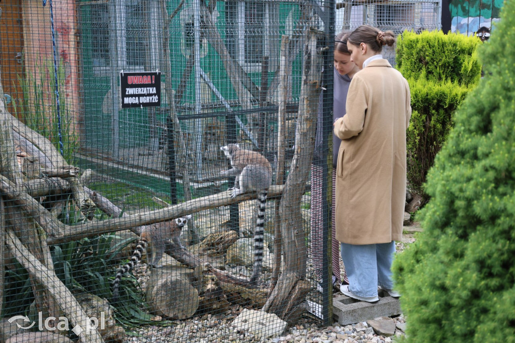 Mini Zoo w Piotrówku – wielka atrakcja dla dzieci