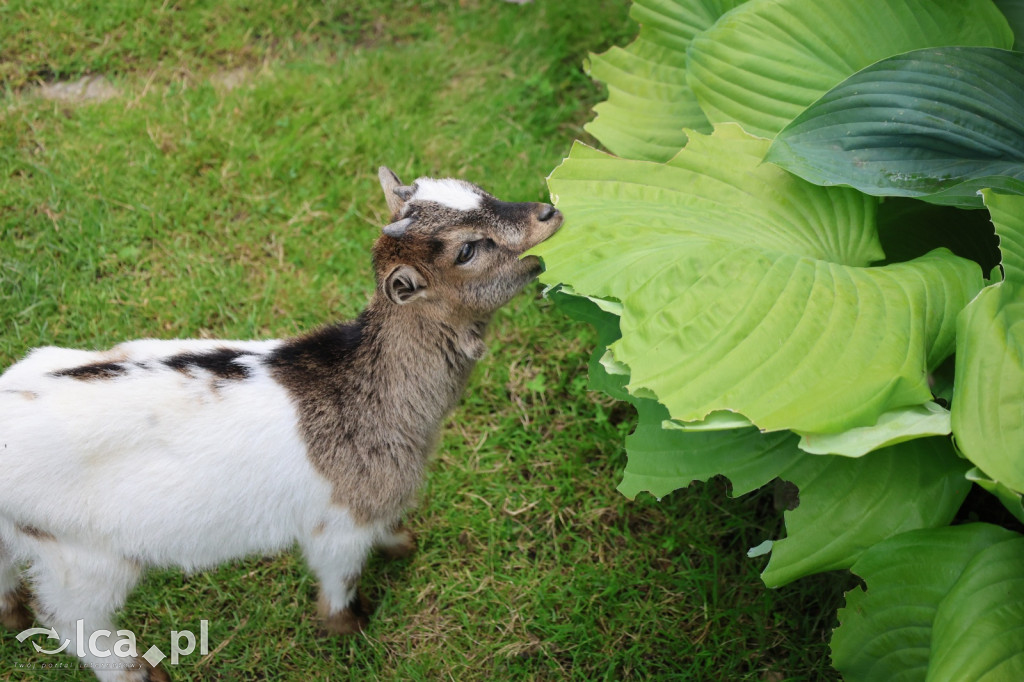 Mini Zoo w Piotrówku – wielka atrakcja dla dzieci