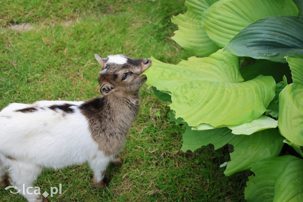 Mini Zoo w Piotrówku – wielka atrakcja dla dzieci