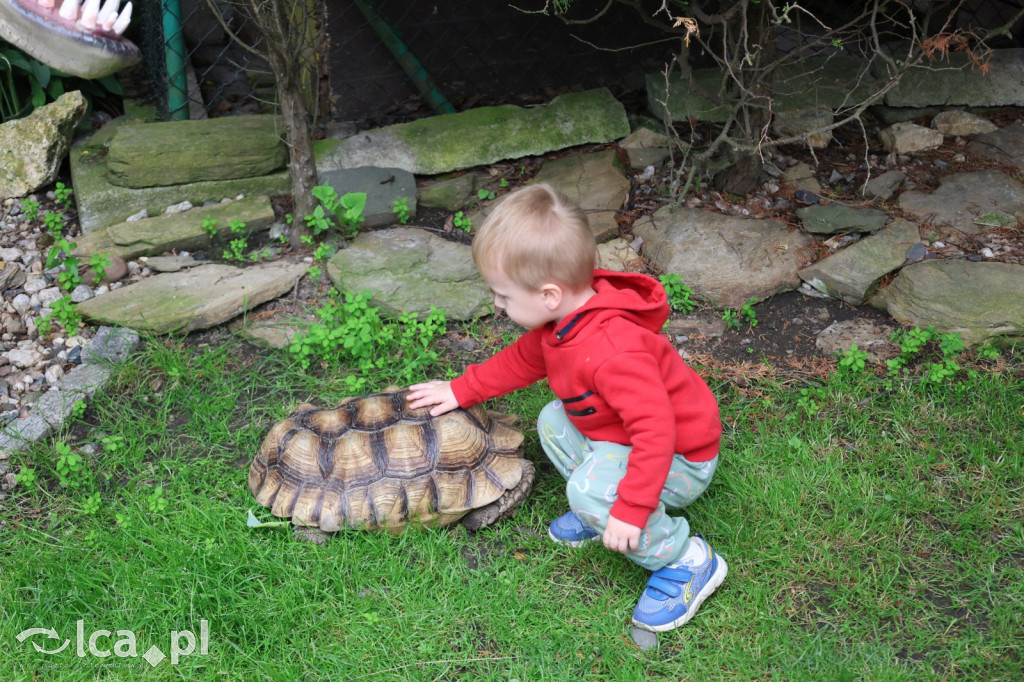 Mini Zoo w Piotrówku – wielka atrakcja dla dzieci