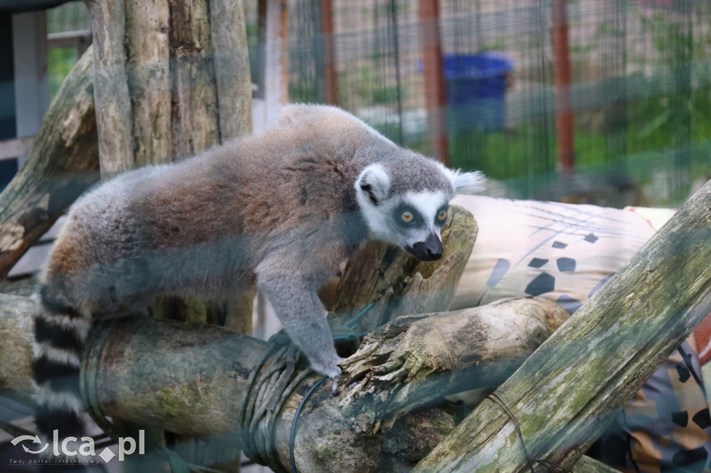 Mini Zoo w Piotrówku – wielka atrakcja dla dzieci