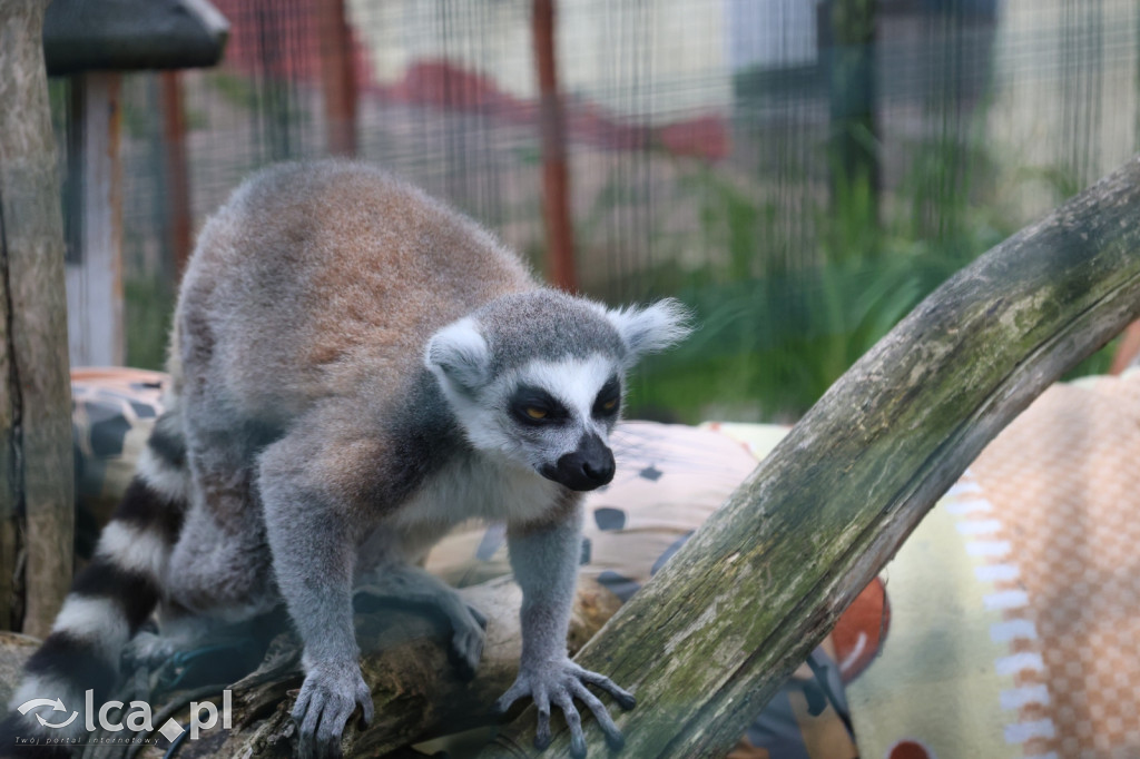 Mini Zoo w Piotrówku – wielka atrakcja dla dzieci
