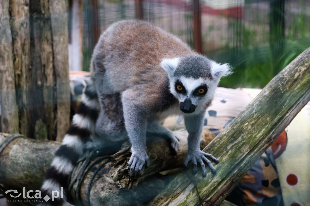 Mini Zoo w Piotrówku – wielka atrakcja dla dzieci