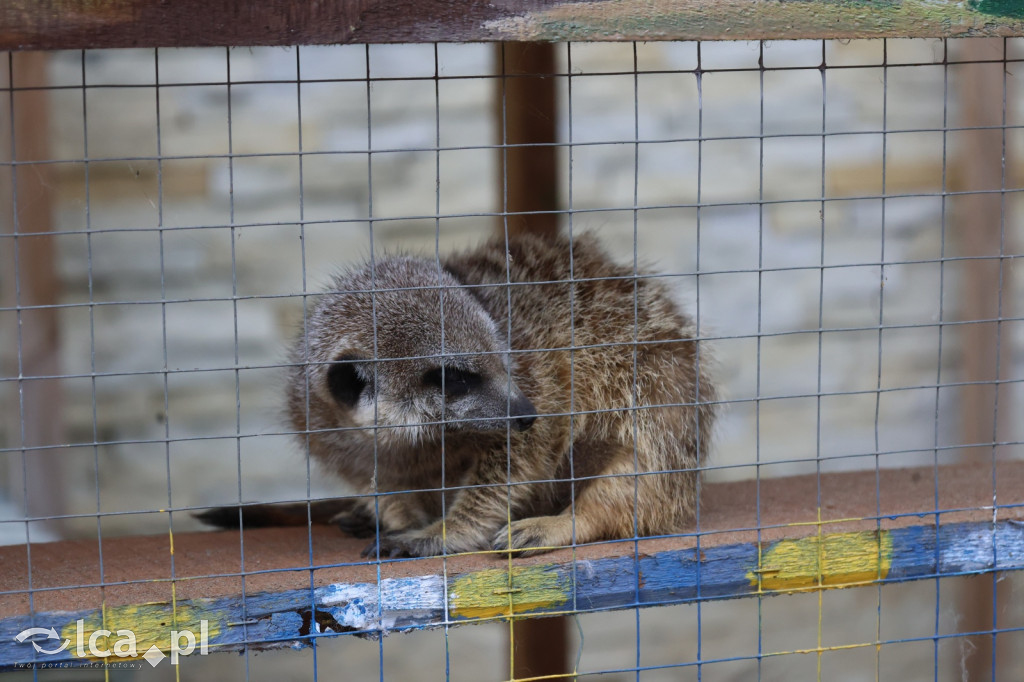 Mini Zoo w Piotrówku – wielka atrakcja dla dzieci