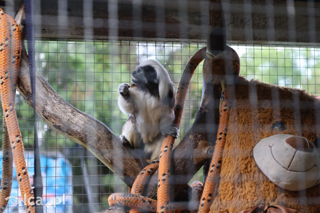 Mini Zoo w Piotrówku – wielka atrakcja dla dzieci