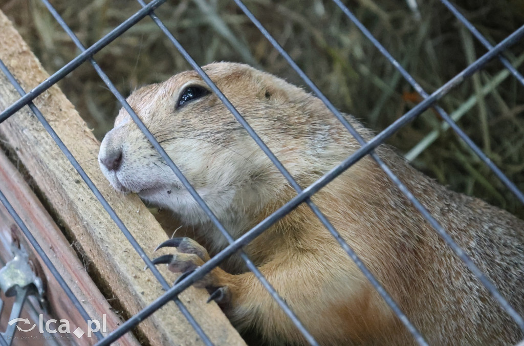 Mini Zoo w Piotrówku – wielka atrakcja dla dzieci