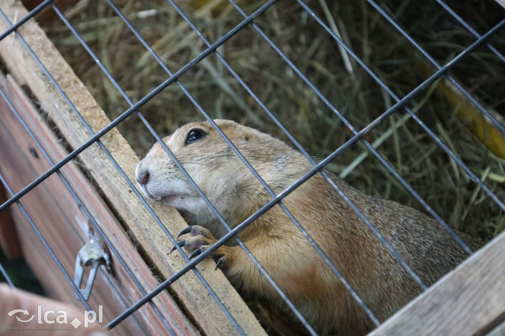 Mini Zoo w Piotrówku – wielka atrakcja dla dzieci