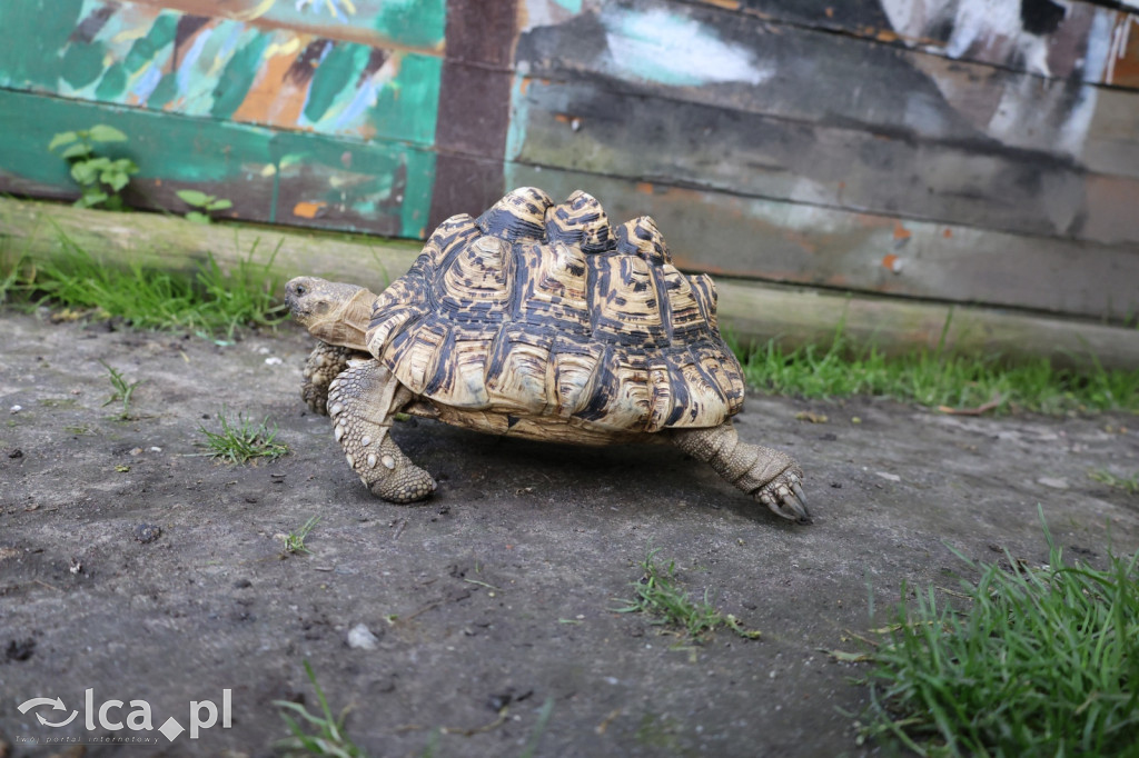 Mini Zoo w Piotrówku – wielka atrakcja dla dzieci