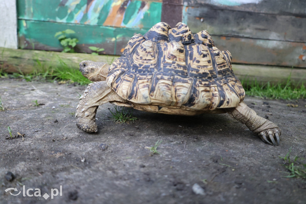 Mini Zoo w Piotrówku – wielka atrakcja dla dzieci
