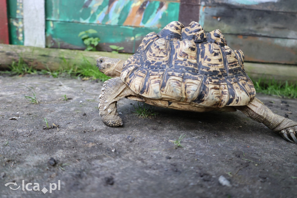 Mini Zoo w Piotrówku – wielka atrakcja dla dzieci