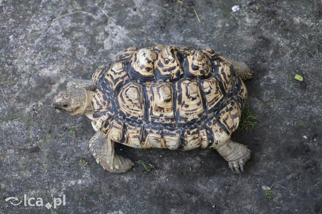 Mini Zoo w Piotrówku – wielka atrakcja dla dzieci
