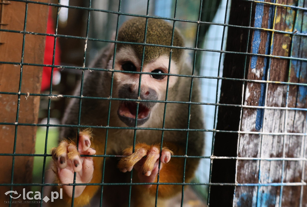 Mini Zoo w Piotrówku – wielka atrakcja dla dzieci