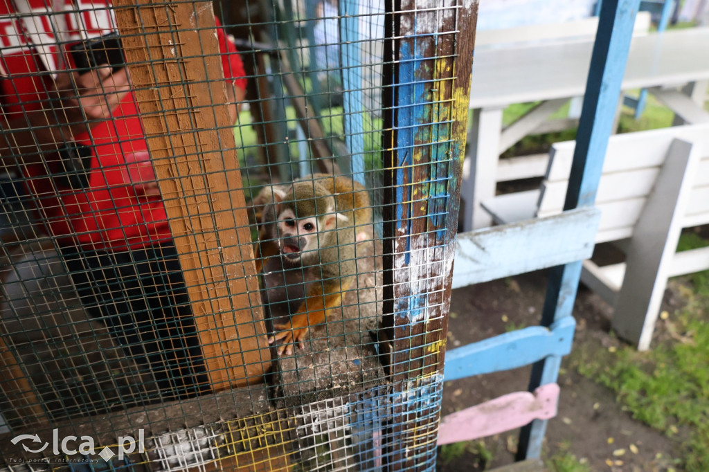 Mini Zoo w Piotrówku – wielka atrakcja dla dzieci