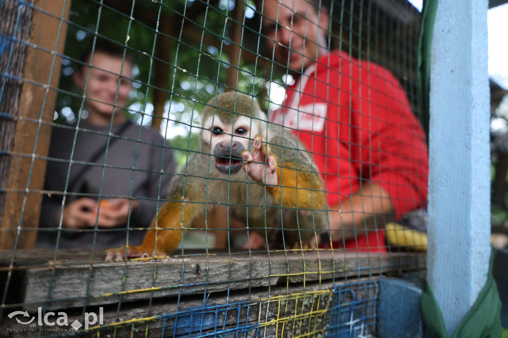 Mini Zoo w Piotrówku – wielka atrakcja dla dzieci