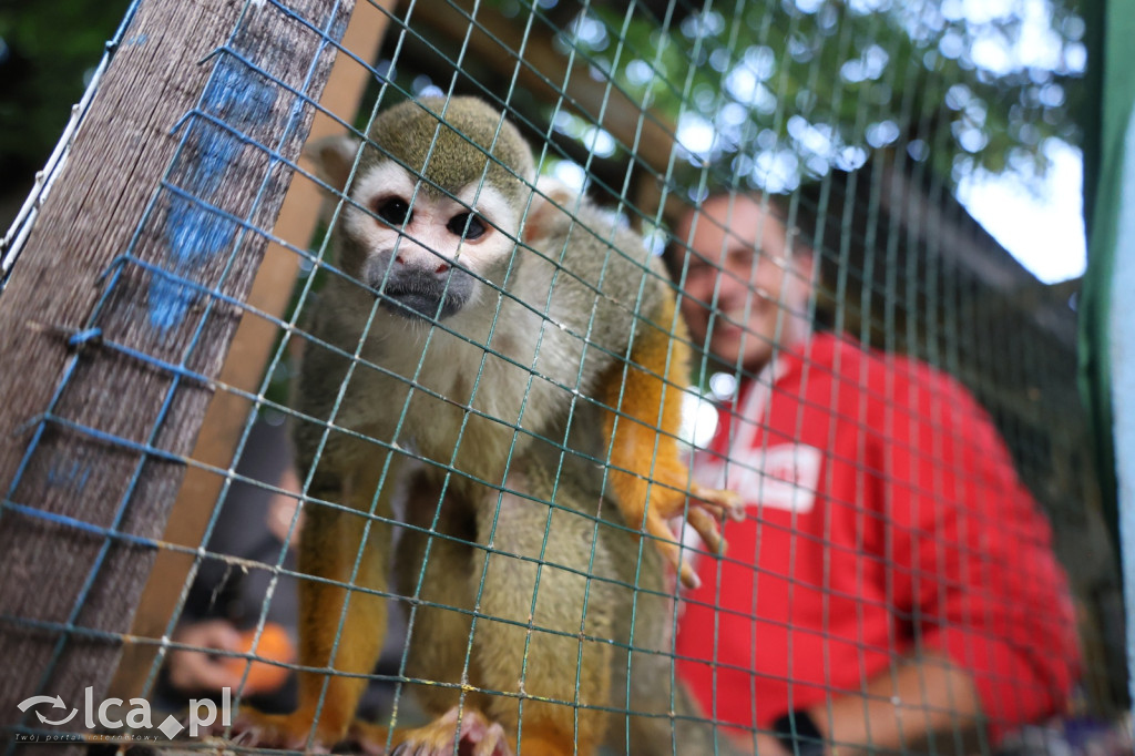 Mini Zoo w Piotrówku – wielka atrakcja dla dzieci