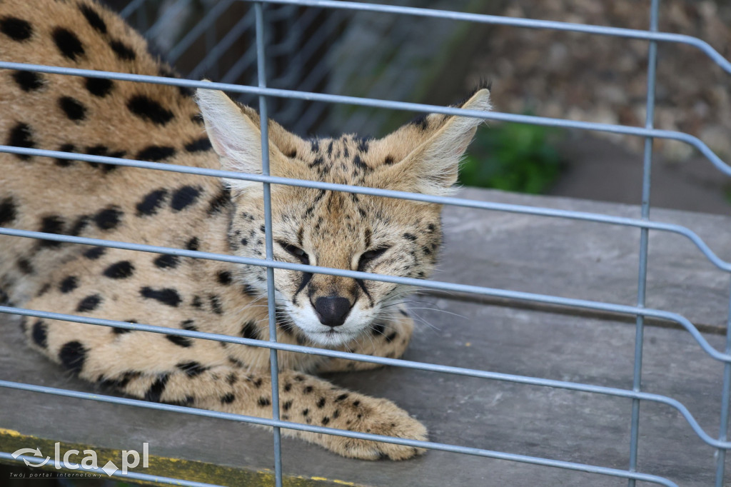Mini Zoo w Piotrówku – wielka atrakcja dla dzieci