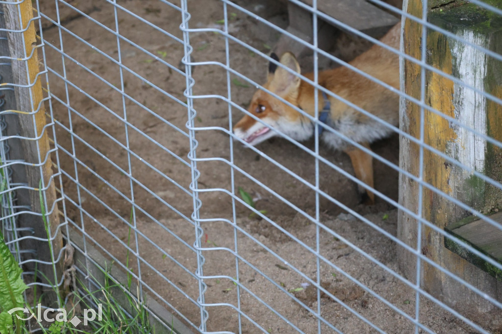Mini Zoo w Piotrówku – wielka atrakcja dla dzieci