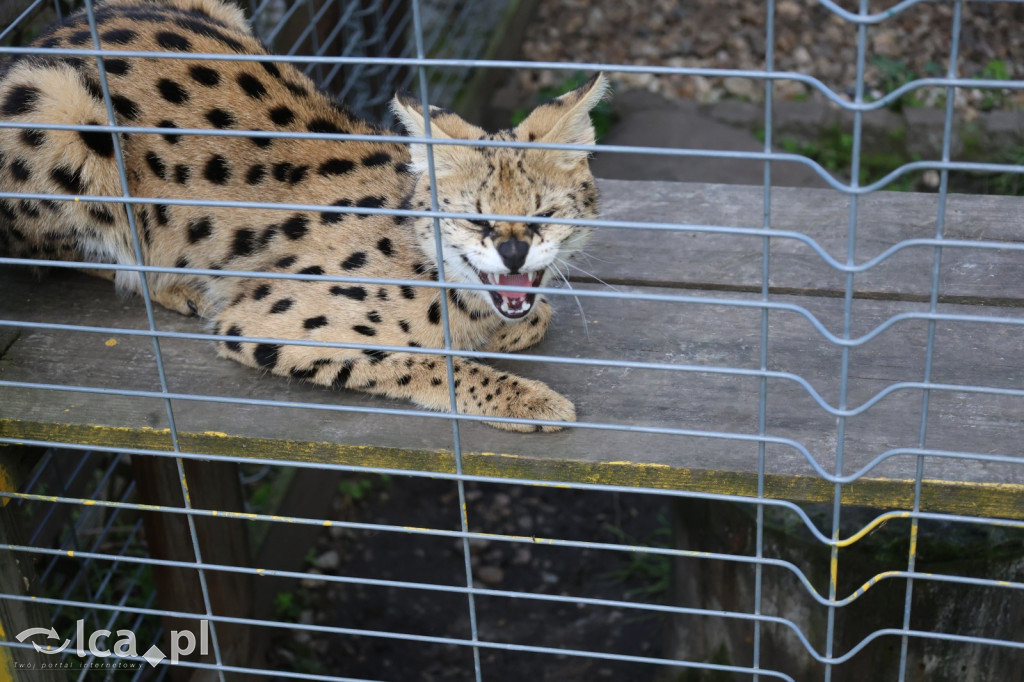 Mini Zoo w Piotrówku – wielka atrakcja dla dzieci