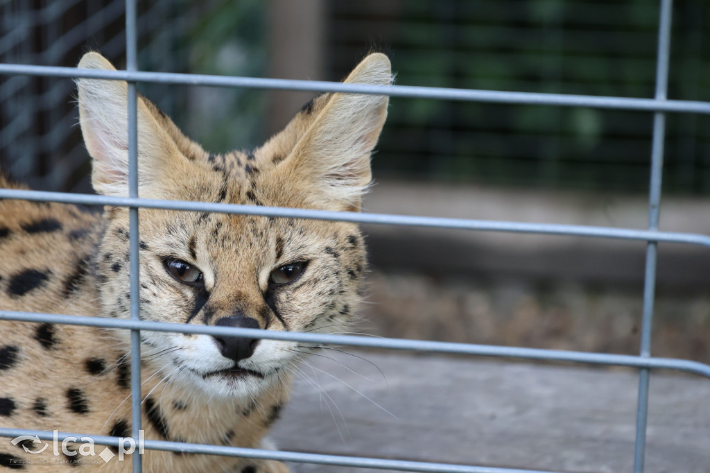 Mini Zoo w Piotrówku – wielka atrakcja dla dzieci