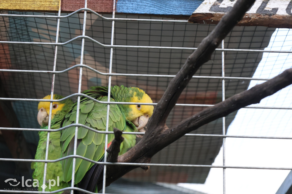 Mini Zoo w Piotrówku – wielka atrakcja dla dzieci