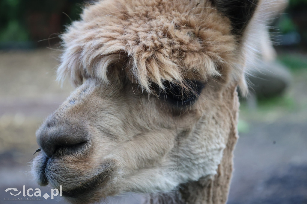 Mini Zoo w Piotrówku – wielka atrakcja dla dzieci