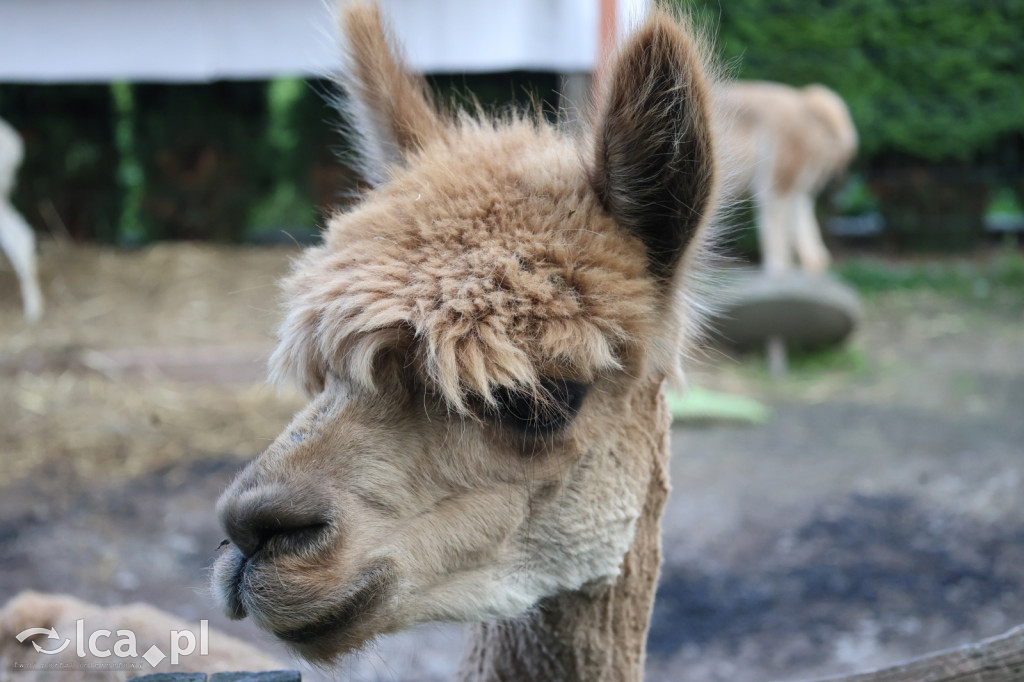 Mini Zoo w Piotrówku – wielka atrakcja dla dzieci