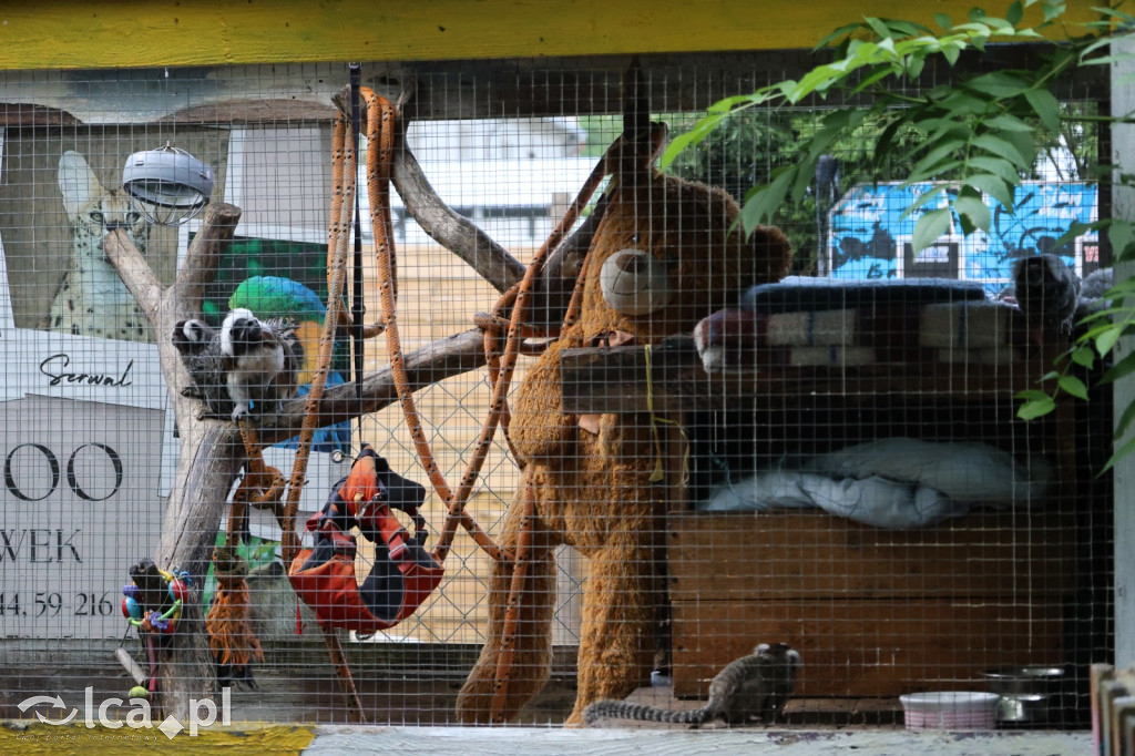 Mini Zoo w Piotrówku – wielka atrakcja dla dzieci