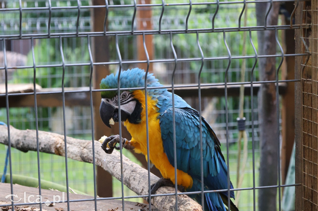 Mini Zoo w Piotrówku – wielka atrakcja dla dzieci