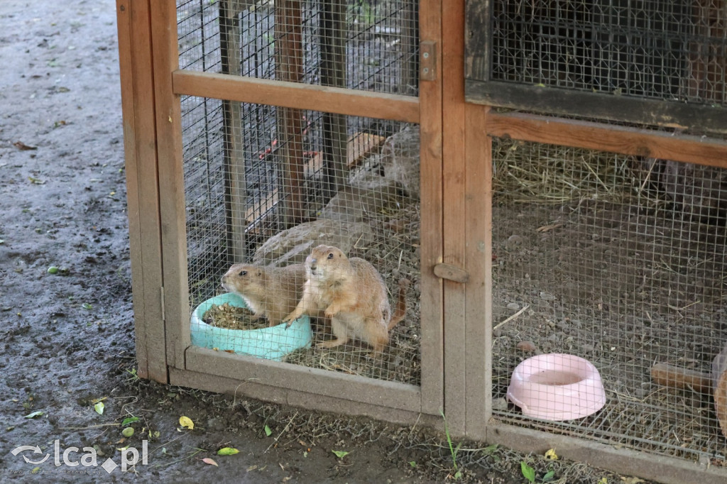 Mini Zoo w Piotrówku – wielka atrakcja dla dzieci