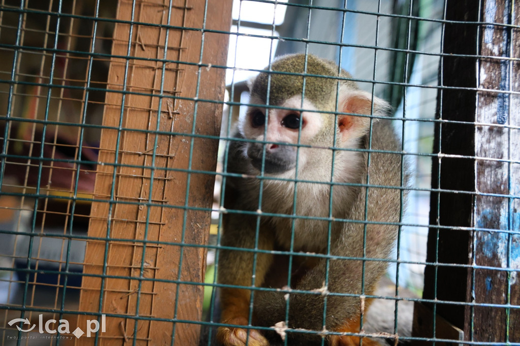 Mini Zoo w Piotrówku – wielka atrakcja dla dzieci