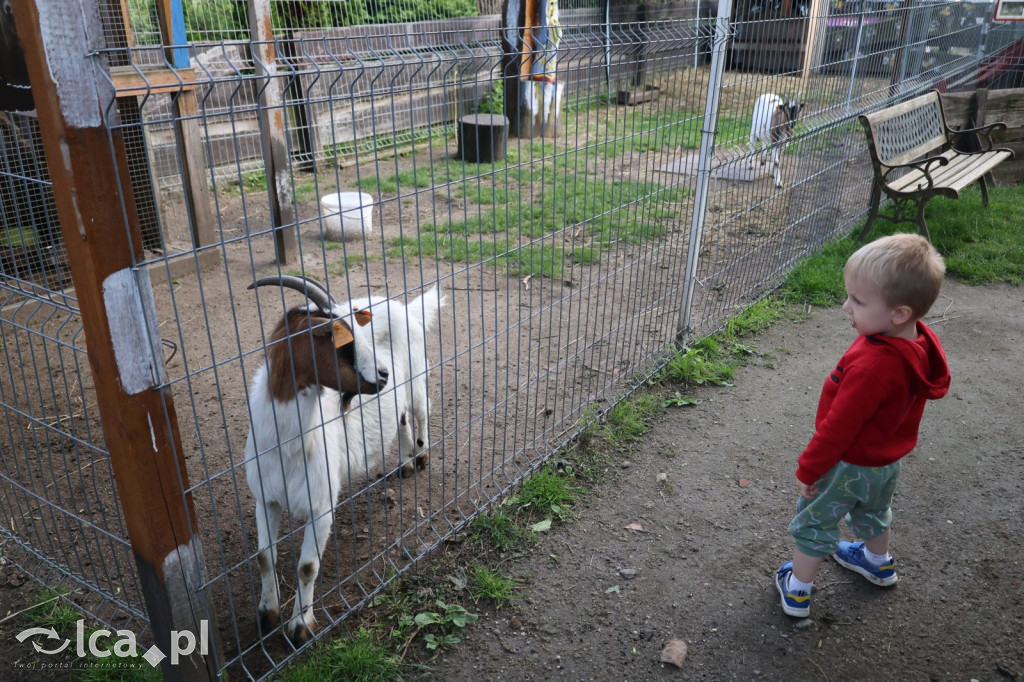 Mini Zoo w Piotrówku – wielka atrakcja dla dzieci
