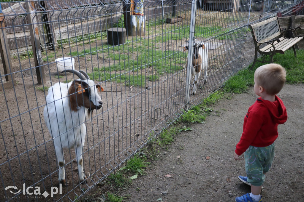 Mini Zoo w Piotrówku – wielka atrakcja dla dzieci