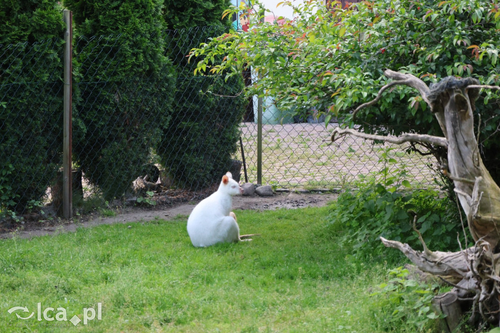 Mini Zoo w Piotrówku – wielka atrakcja dla dzieci