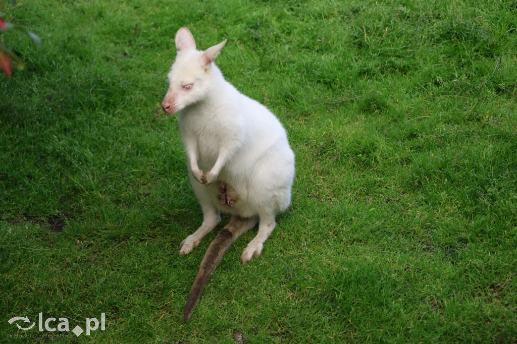 Mini Zoo w Piotrówku – wielka atrakcja dla dzieci