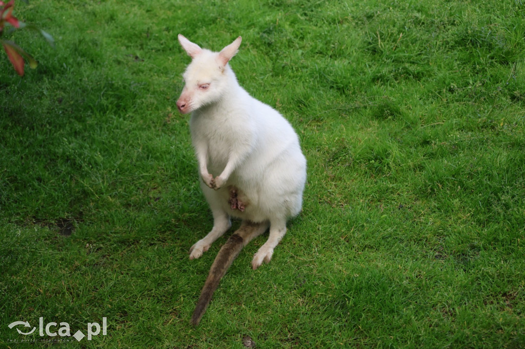 Mini Zoo w Piotrówku – wielka atrakcja dla dzieci