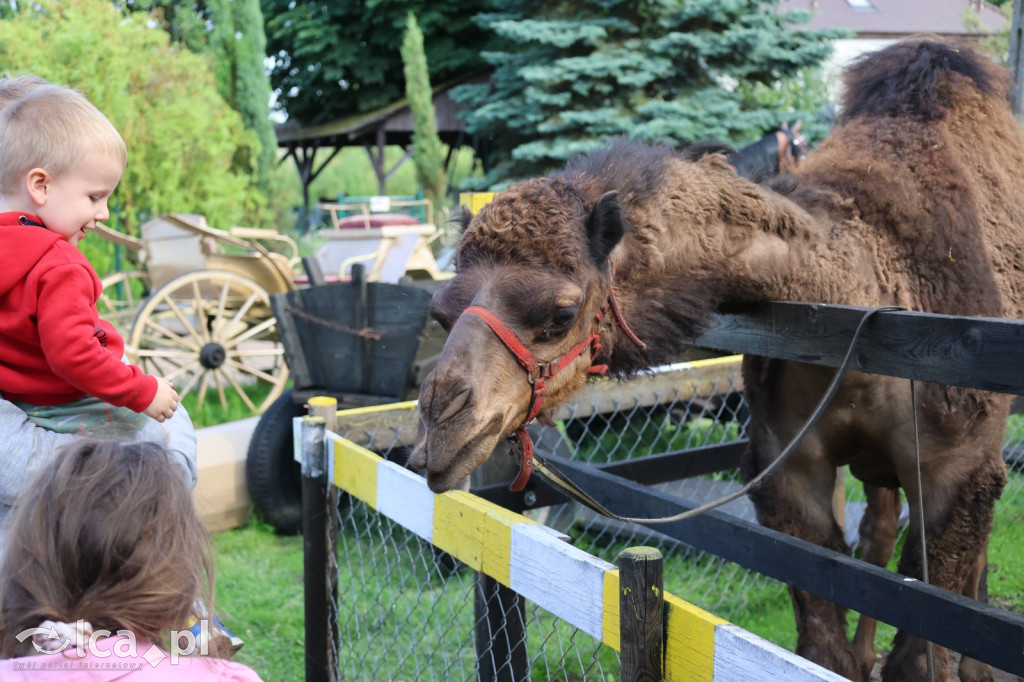 Mini Zoo w Piotrówku – wielka atrakcja dla dzieci