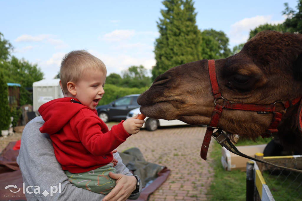 Mini Zoo w Piotrówku – wielka atrakcja dla dzieci