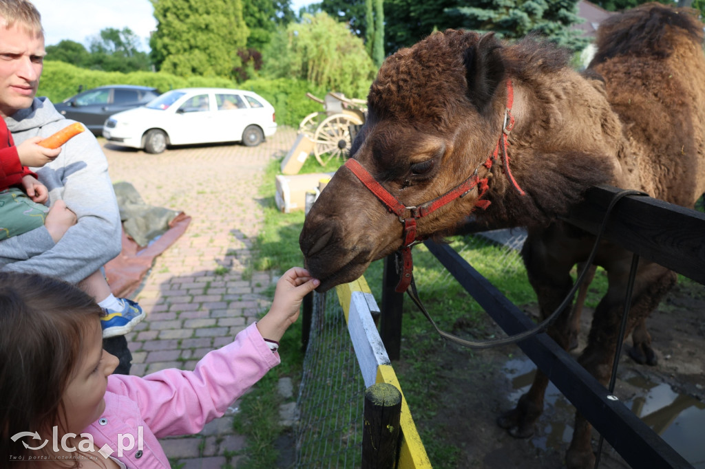 Mini Zoo w Piotrówku – wielka atrakcja dla dzieci