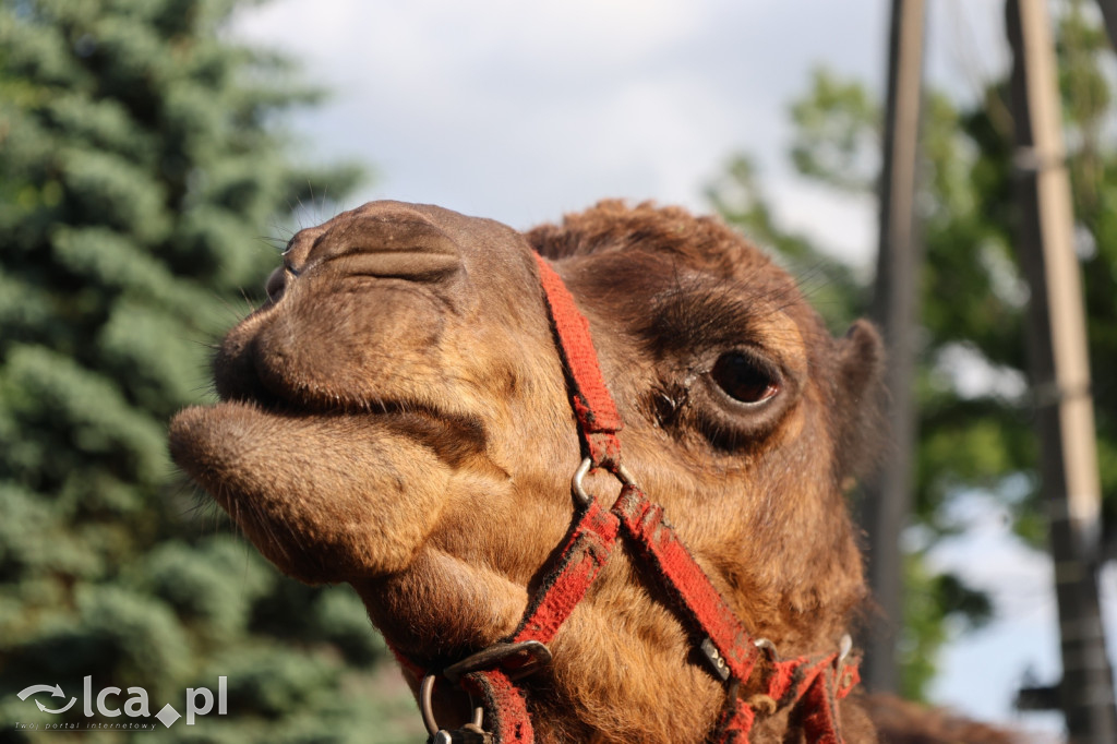 Mini Zoo w Piotrówku – wielka atrakcja dla dzieci