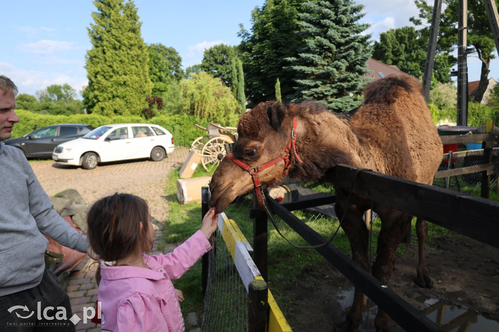 Mini Zoo w Piotrówku – wielka atrakcja dla dzieci