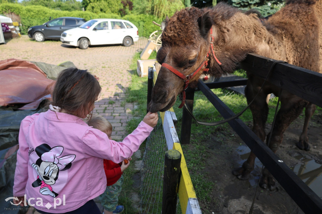 Mini Zoo w Piotrówku – wielka atrakcja dla dzieci