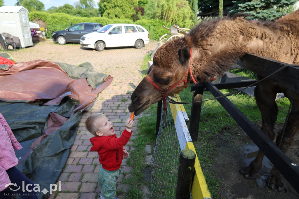 Mini Zoo w Piotrówku – wielka atrakcja dla dzieci