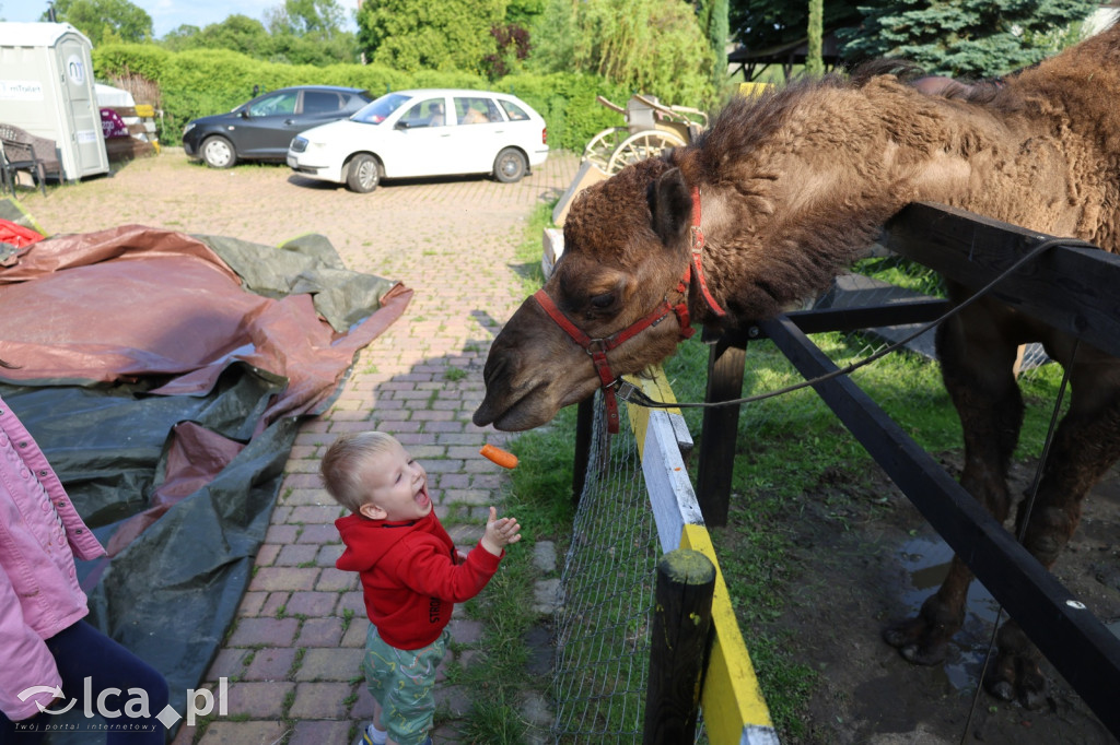 Mini Zoo w Piotrówku – wielka atrakcja dla dzieci