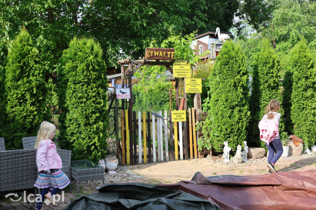 Mini Zoo w Piotrówku – wielka atrakcja dla dzieci