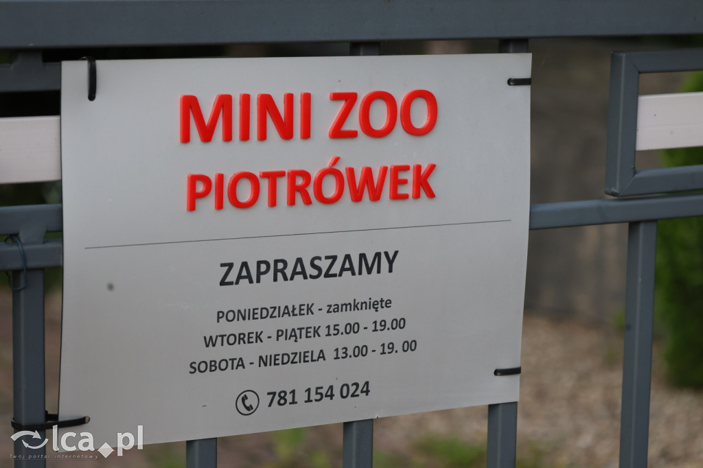 Mini Zoo w Piotrówku – wielka atrakcja dla dzieci