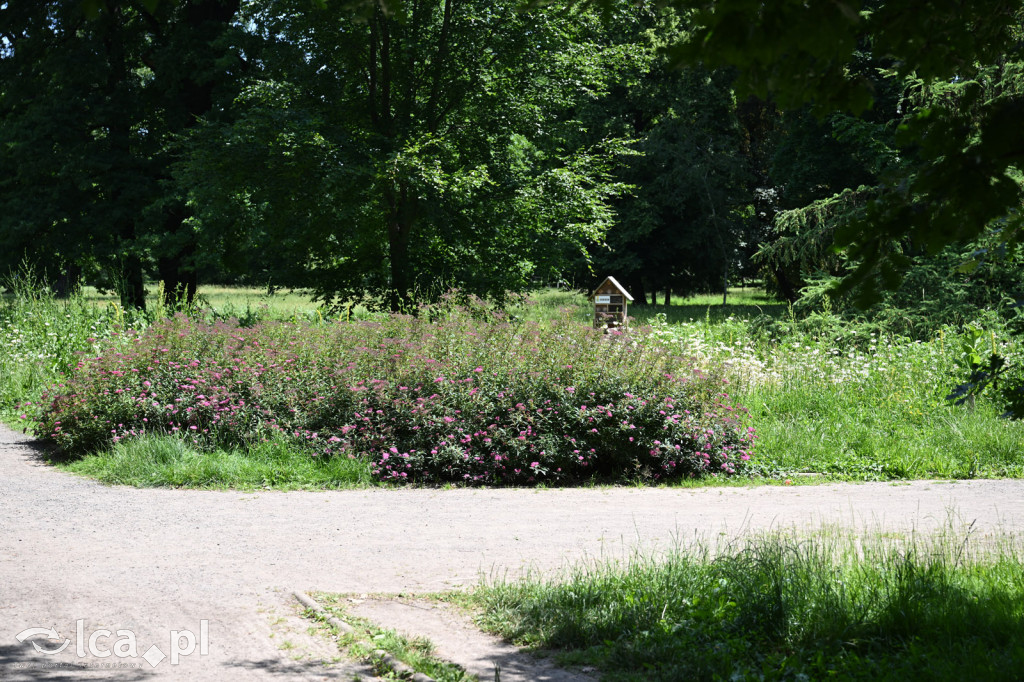 Park Miejski powitał lato