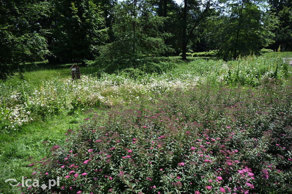 Park Miejski powitał lato