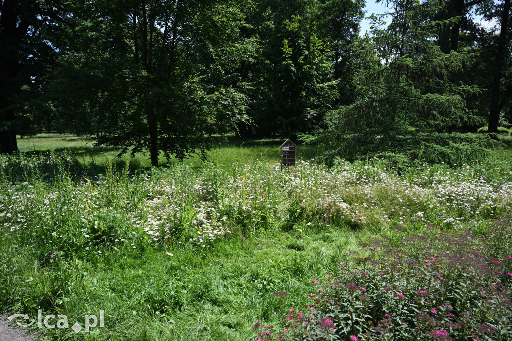 Park Miejski powitał lato
