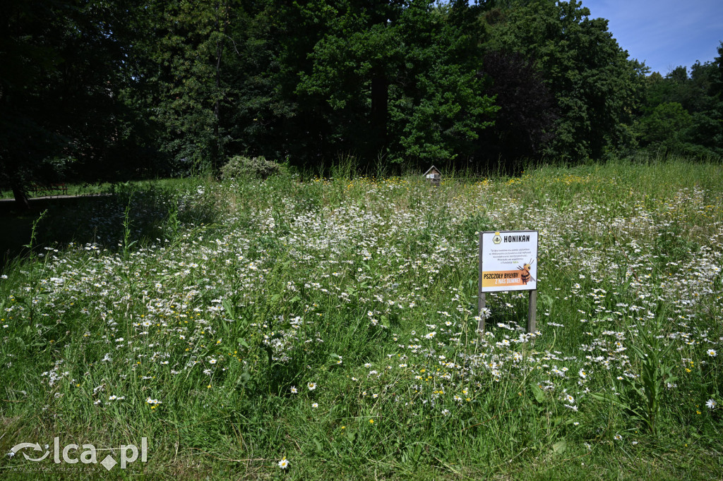 Park Miejski powitał lato
