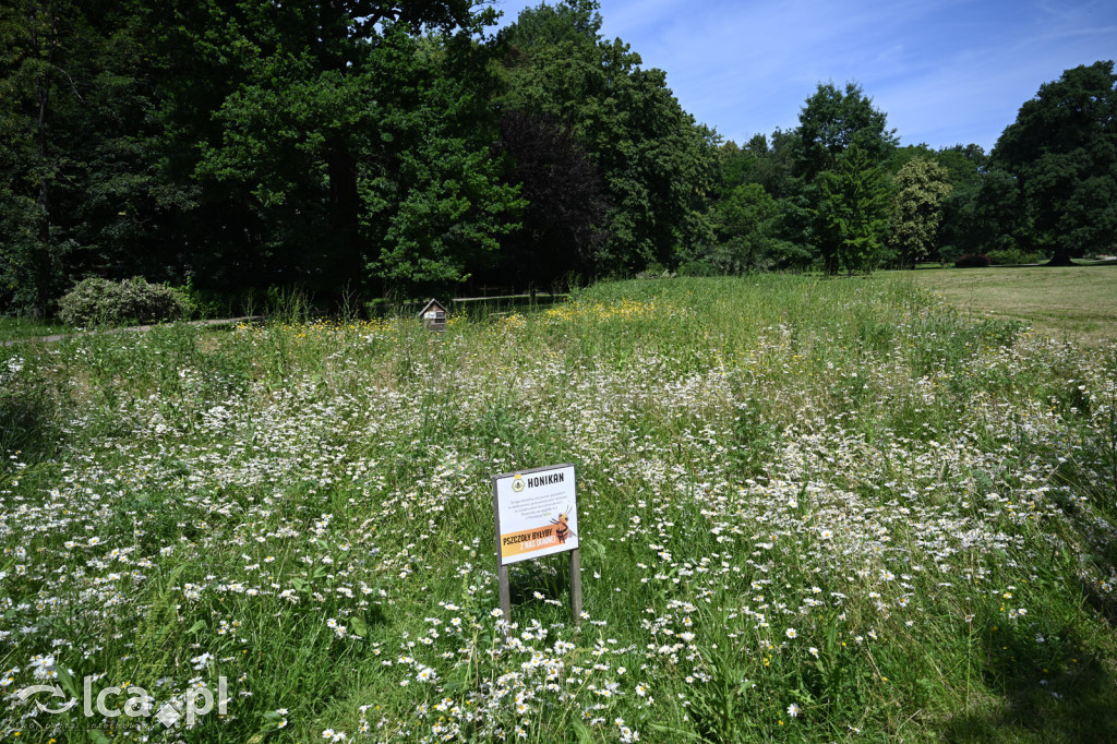 Park Miejski powitał lato
